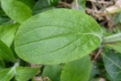 Leaf-of-Red-campion