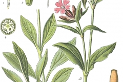 Plant-Illustration-of-Red-campion