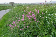 Red-campion-plant-growing-wild