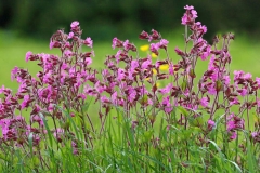 Red-campion-plant