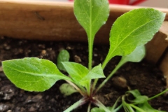 Red-campion-sapling