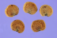 Seeds-of-Red-campion
