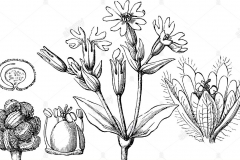 Sketch-of-Red-campion