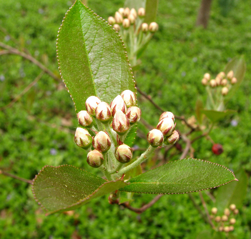 Flowering-Buds-of-Red-Chokeberry