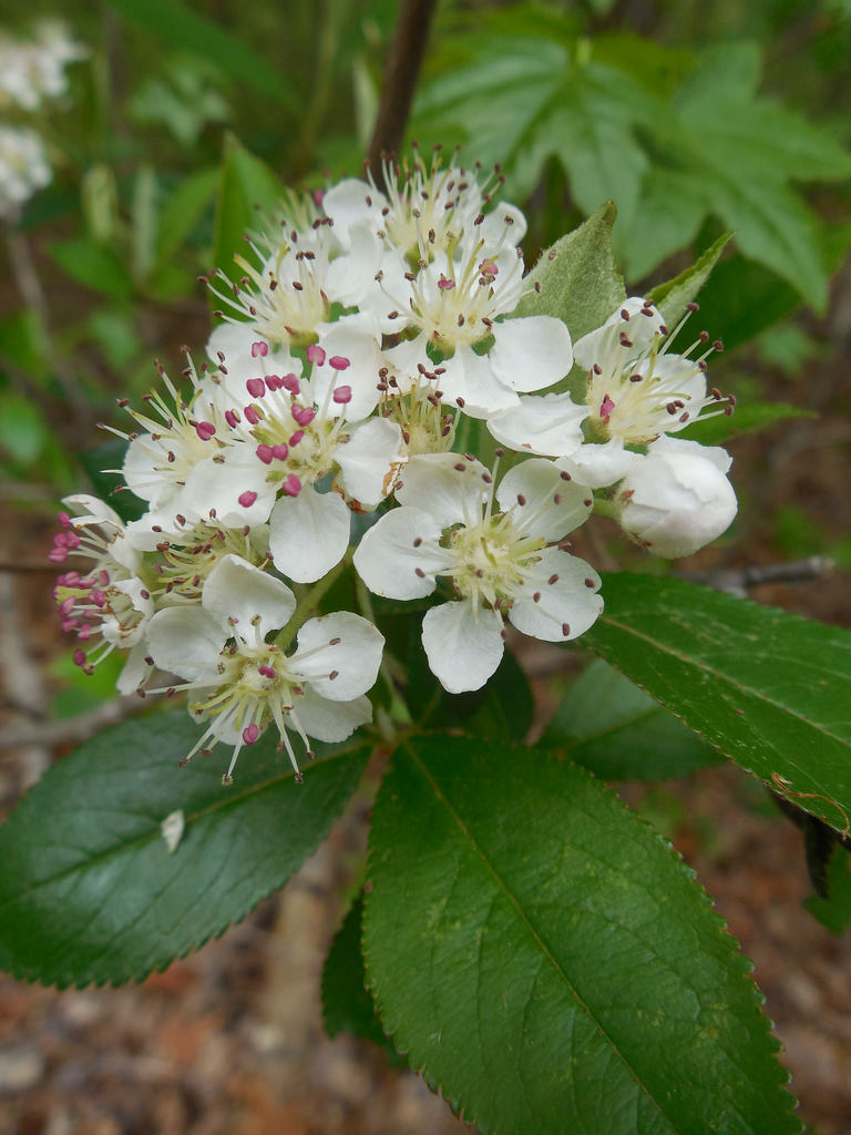 Flowers-of-Red-Chokeberry