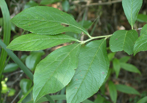 Leaves-of-Red-Chokeberry