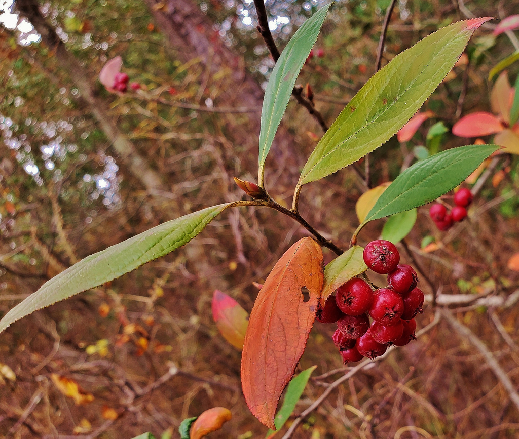 Mature-fruits-of-Red-Chokeberry
