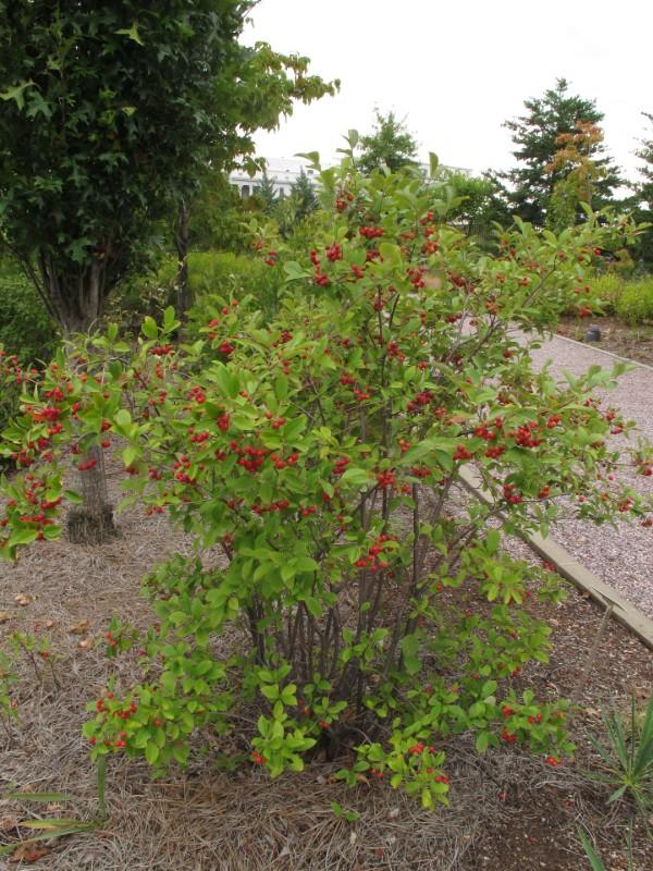 Red-Chokeberry-Plant