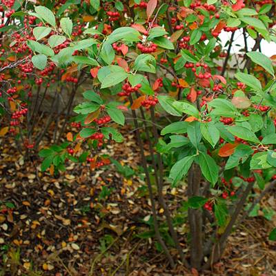 Red-Chokeberry-plant-growing-wild