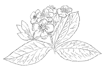 Sketch-of-Red-Chokeberry