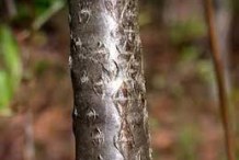 Stem-of-Red-Chokeberry