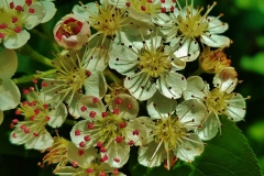 Closer-view-of-flower-of-Red-Chokeberry
