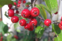 Closer-view-of-fruits-of-Red-Chokeberry