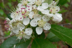 Flowers-of-Red-Chokeberry