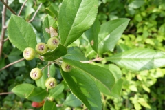 Immature-fruits-of-Red-Chokeberry