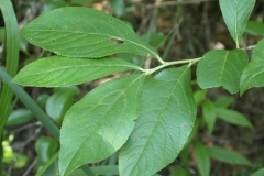 Leaves-of-Red-Chokeberry
