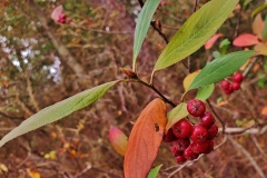 Mature-fruits-of-Red-Chokeberry