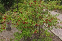 Red-Chokeberry-Plant