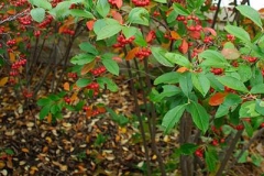 Red-Chokeberry-plant-growing-wild