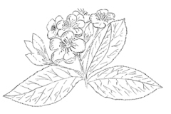 Sketch-of-Red-Chokeberry