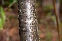 Stem-of-Red-Chokeberry