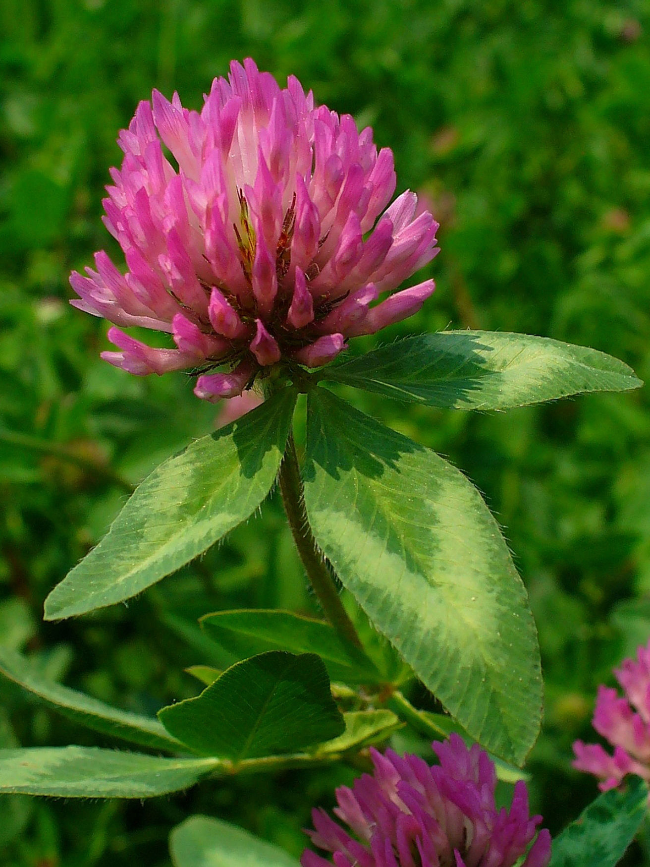 Close up flower-of-Red-Clover