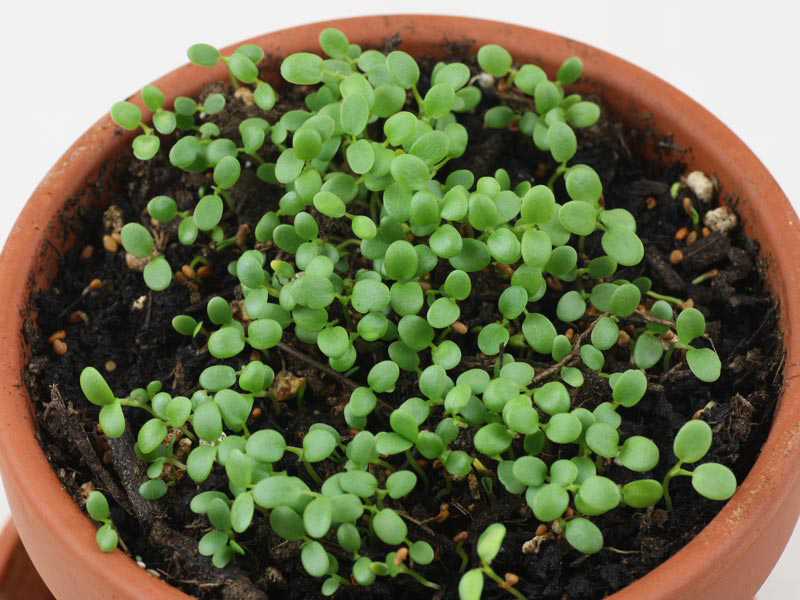 Red-Clover-seedlings