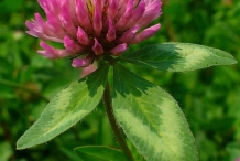 Close up flower-of-Red-Clover