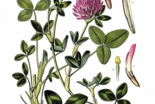 Illustration-of-Red-Clover-plant