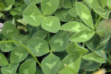 Leaves-of-Red-Clover