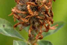 Red-Clover-fruit