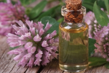 Red-Clover-oil