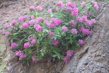 Red-Clover-plant