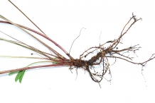 Red-Clover-root