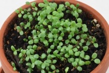 Red-Clover-seedlings