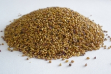 Red-Clover-seeds