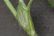 Red-Clover-stem