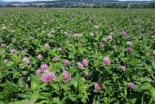 Red-clover-farm