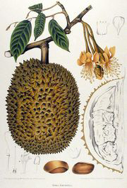 Plant-illustration-of-Red-Durian