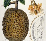 Plant-illustration-of-Red-Durian