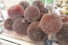 Red-Durian-fruits