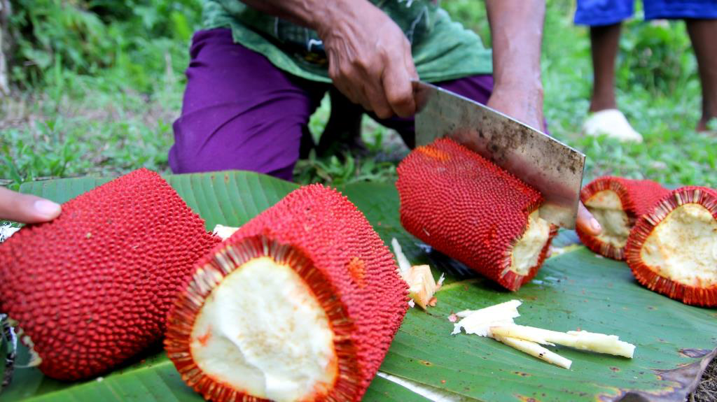 Health benefits of Red fruit Buah merah  HB times