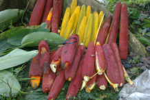 Buah-Merah-collection