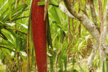 Buah-Merah-on-the-tree