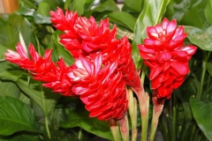 Flowers-of-Red-Ginger