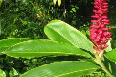 Leaves-of-Red-Ginger