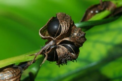 Mature-fruits-of-Red-Ginger
