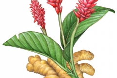 Plant-Illustration-of-Red-Ginger