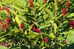 Red-Ginger-plant
