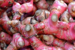 Rhizomes-of-Red-Ginger